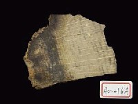 櫟屬化石藏品圖，第3張